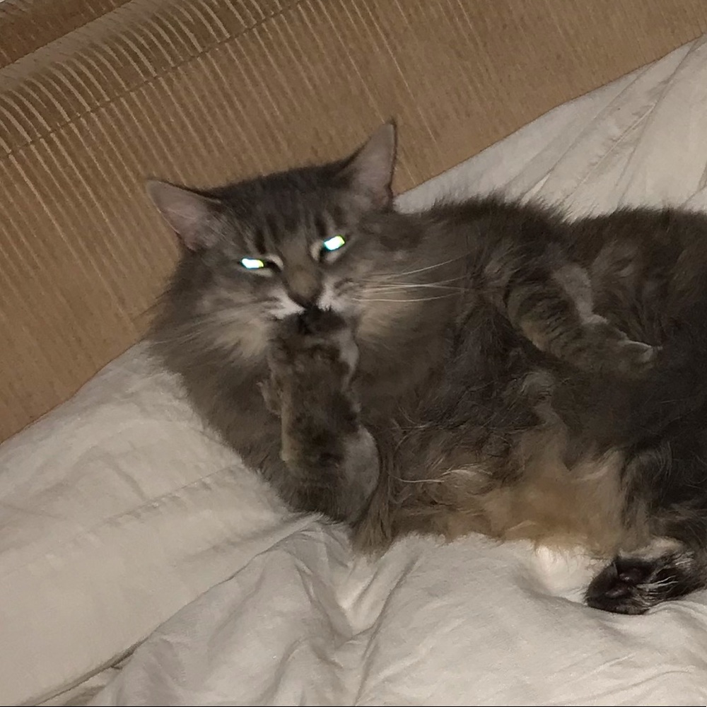 Meet your Posher, Shirley